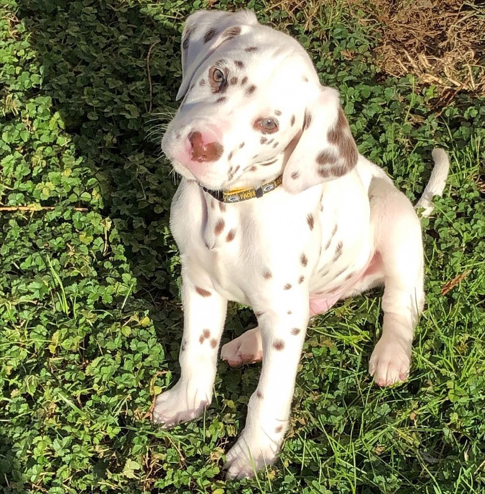 Beau, Dalmatian puppy