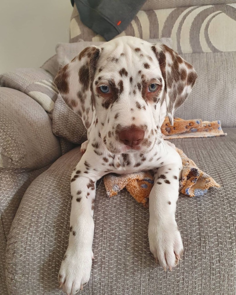 Clyde, Dalmatian puppy