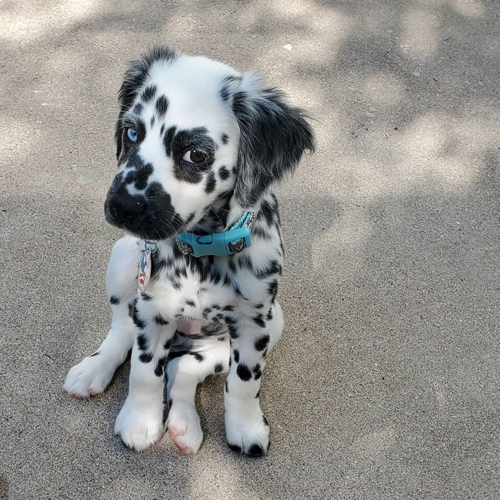 Libby, Dalmatian puppy
