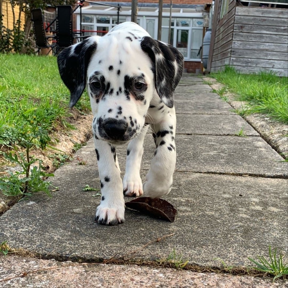 Dalmatian puppy