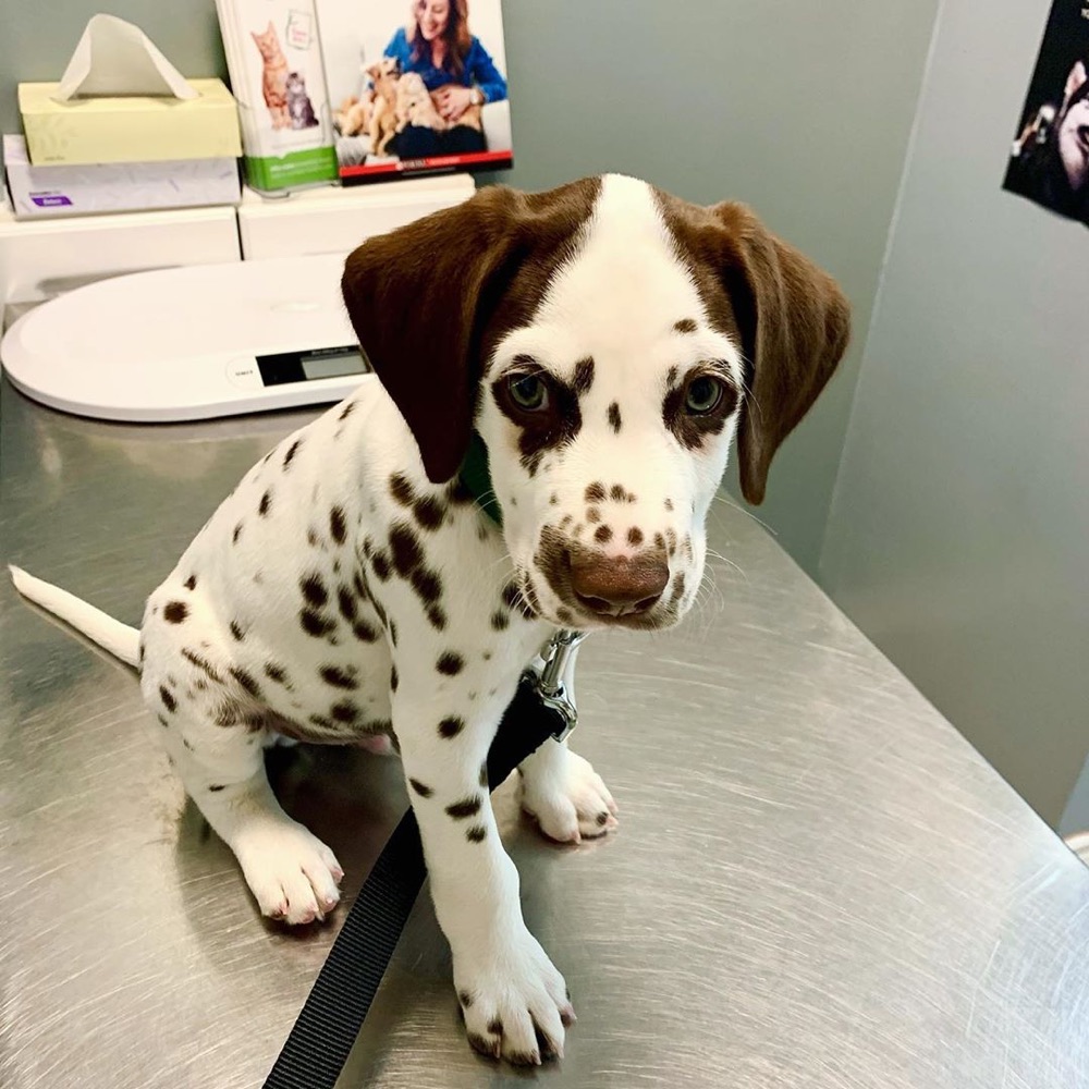 Nox, Dalmatian puppy