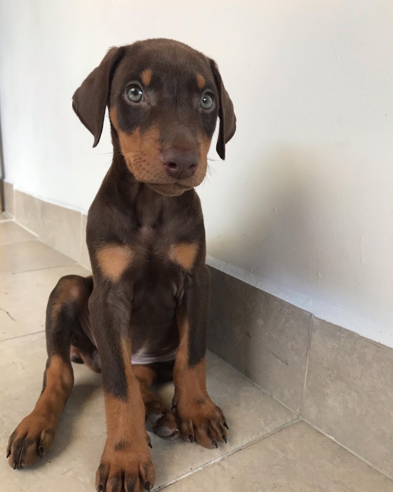 Chanel, Dobermann puppy