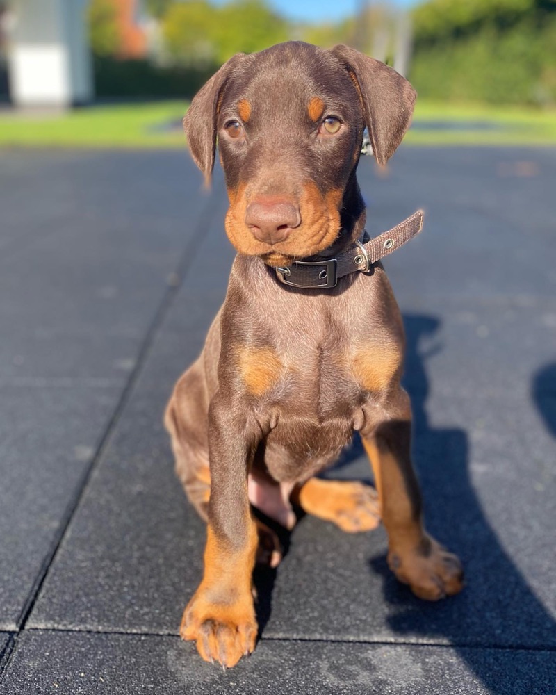 Funns, Dobermann puppy