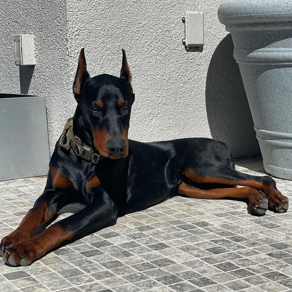Kane, Dobermann puppy