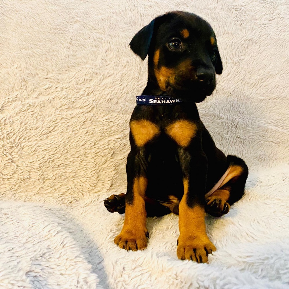 Dobermann puppy
