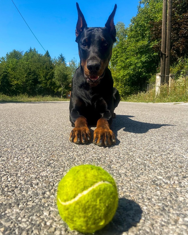 Max, Dobermann puppy