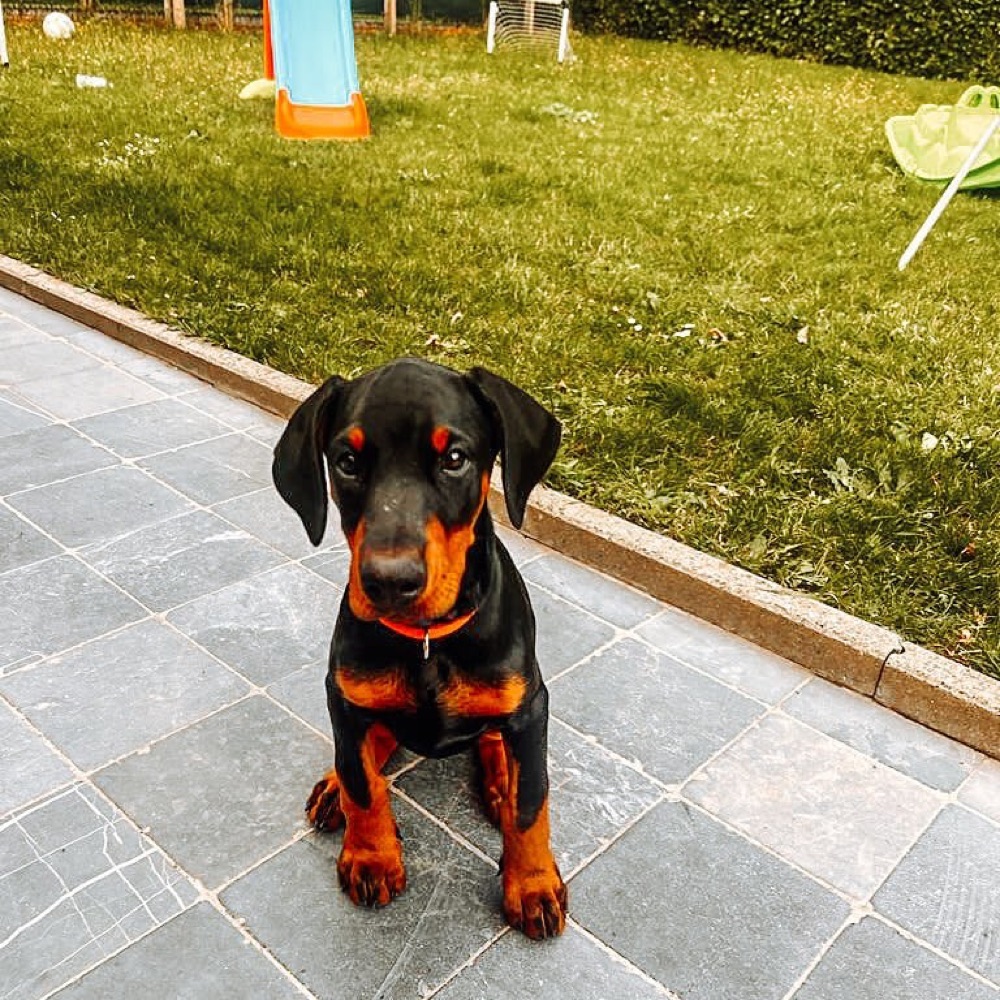 Melia, Dobermann puppy