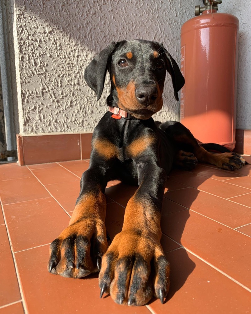 Mia, Dobermann puppy