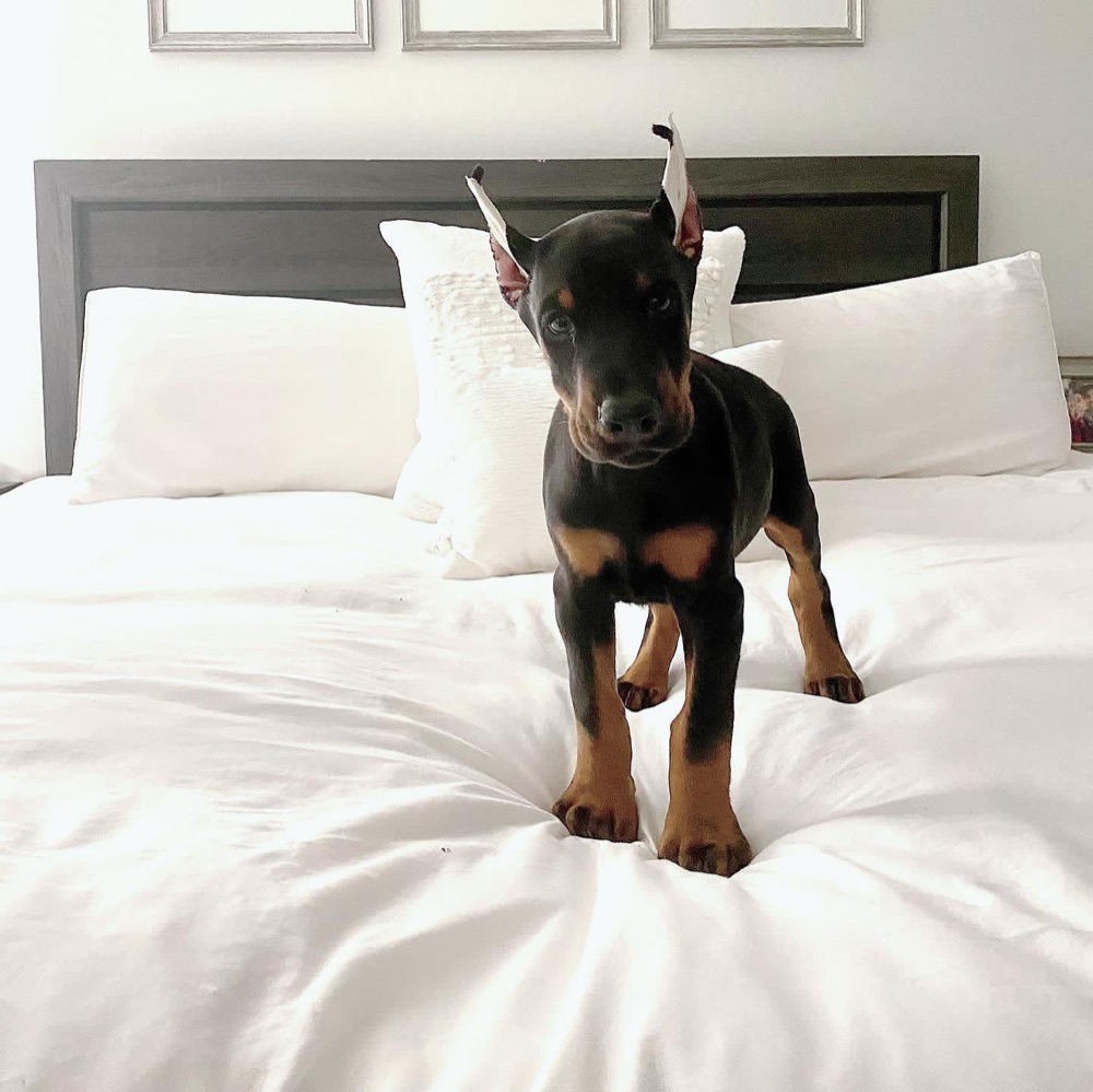 Niko, Dobermann puppy