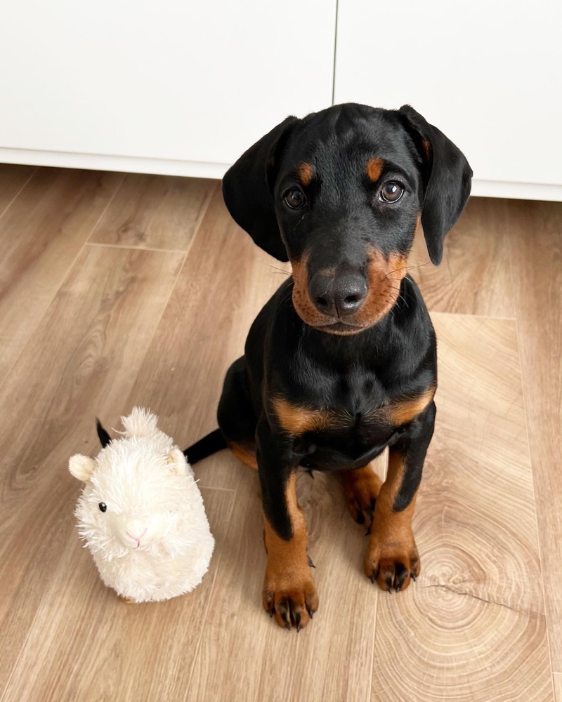 Riley, Dobermann puppy