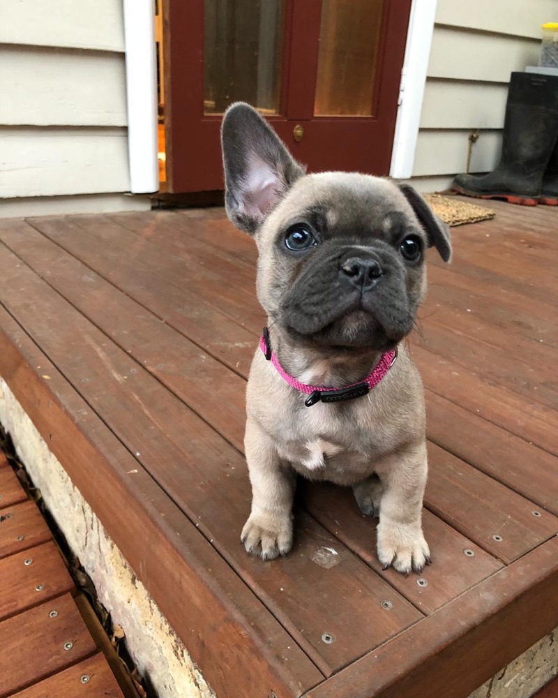 Albi, French Bulldog puppy