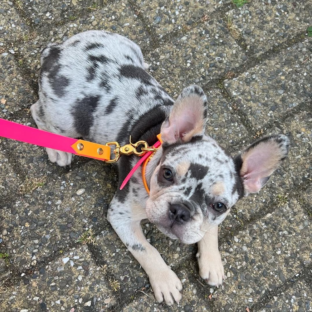 Champie, French Bulldog puppy