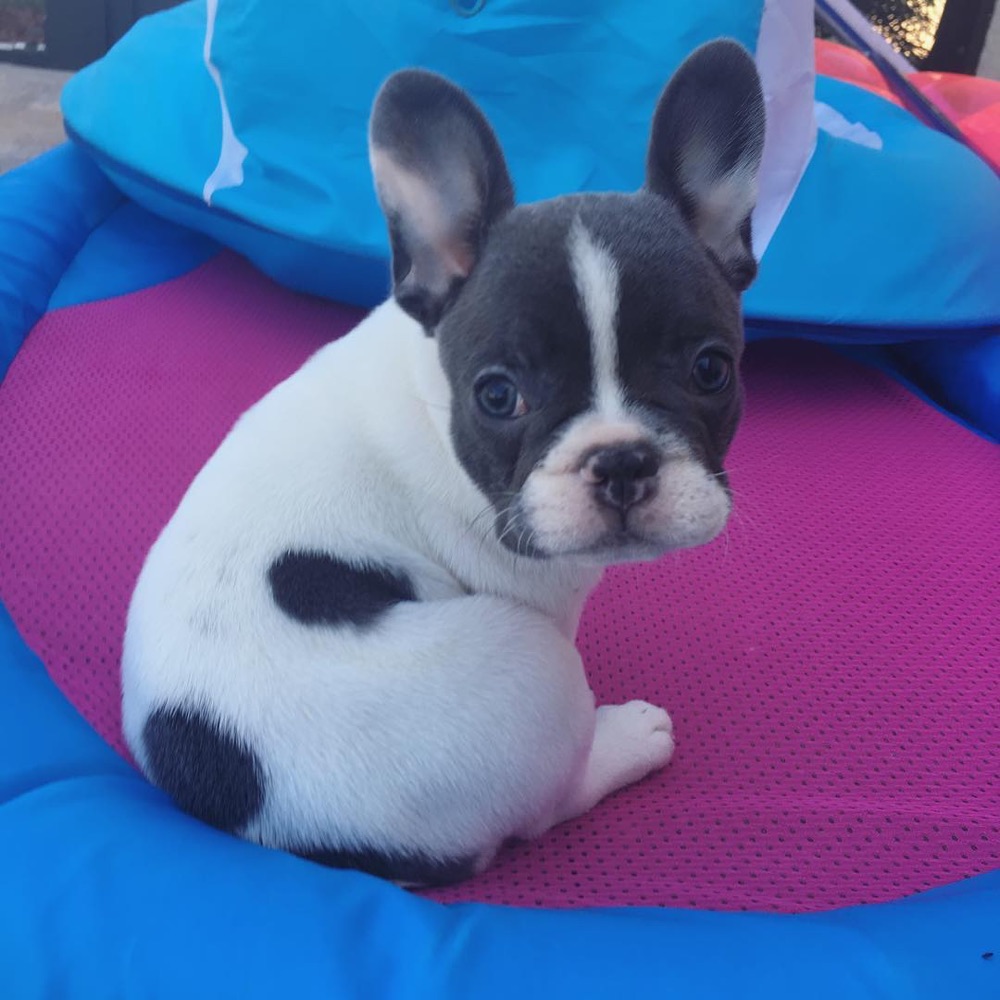 French Bulldog puppy