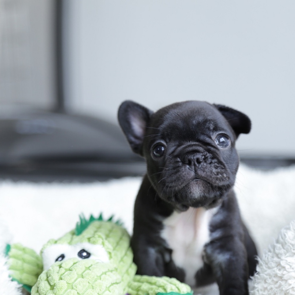 Coco, French Bulldog puppy