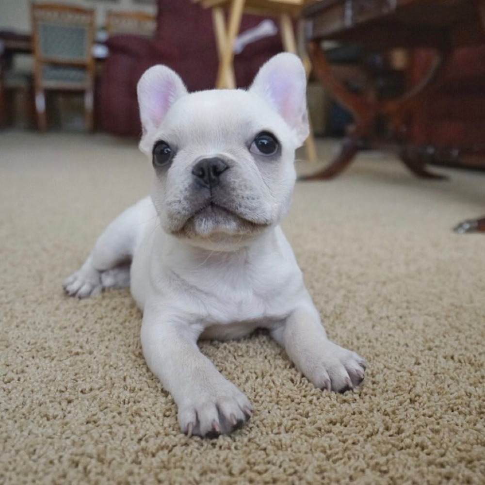 Kyle, French Bulldog puppy