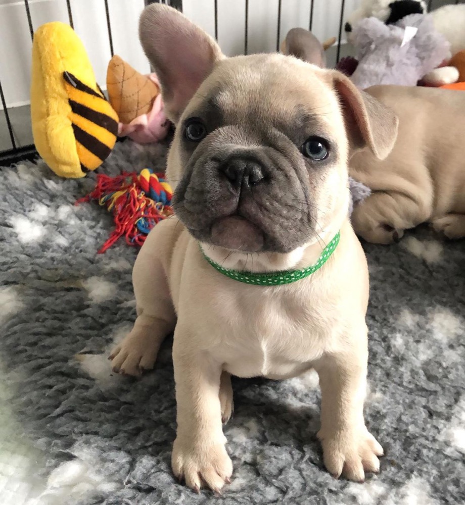 Milo, French Bulldog puppy