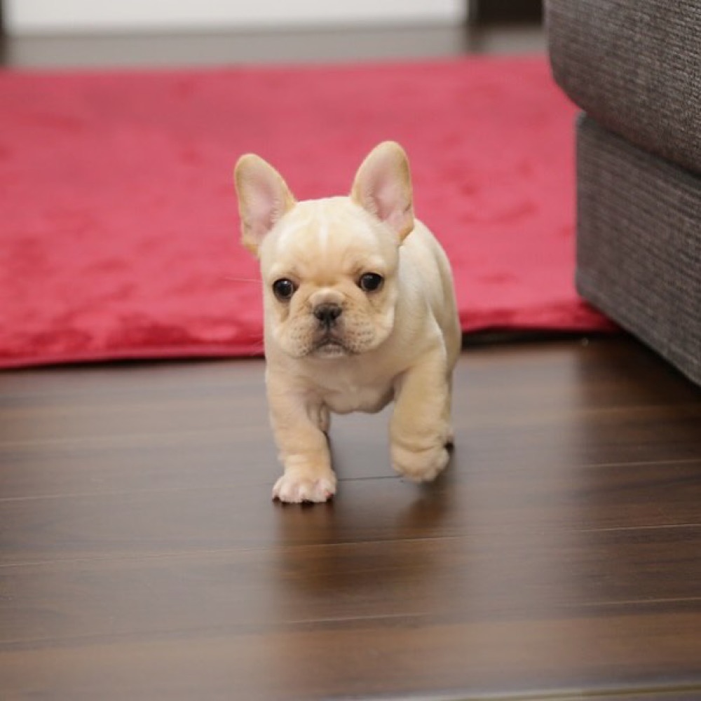 Nieco, French Bulldog puppy