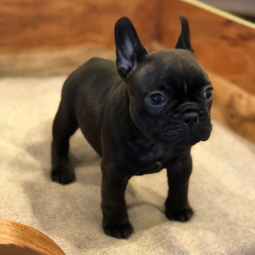 Nitro, French Bulldog puppy