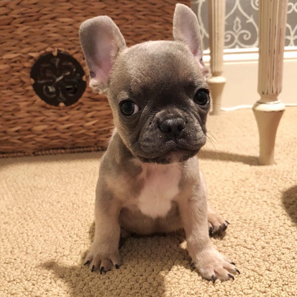 Wilbur, French Bulldog puppy