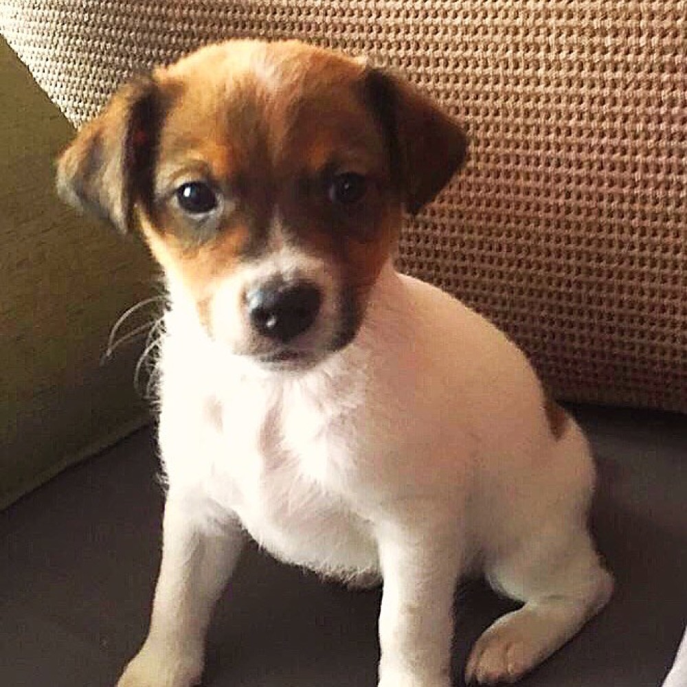 German Pinscher puppy