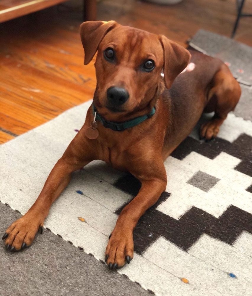 Loks, German Pinscher puppy