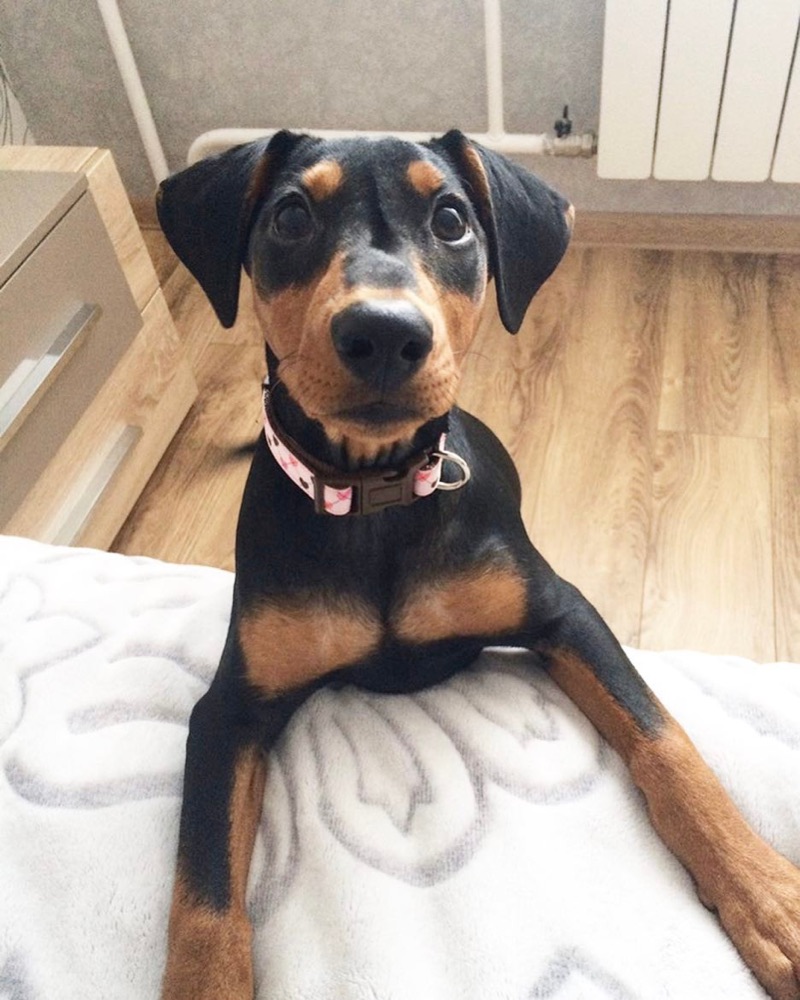 Tessa, German Pinscher puppy