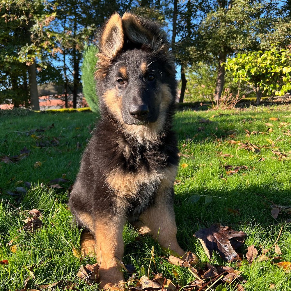 Bear, German Shepherd puppy