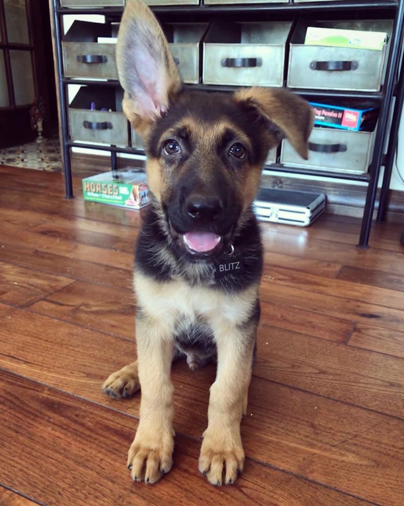 Blitz, German Shepherd puppy