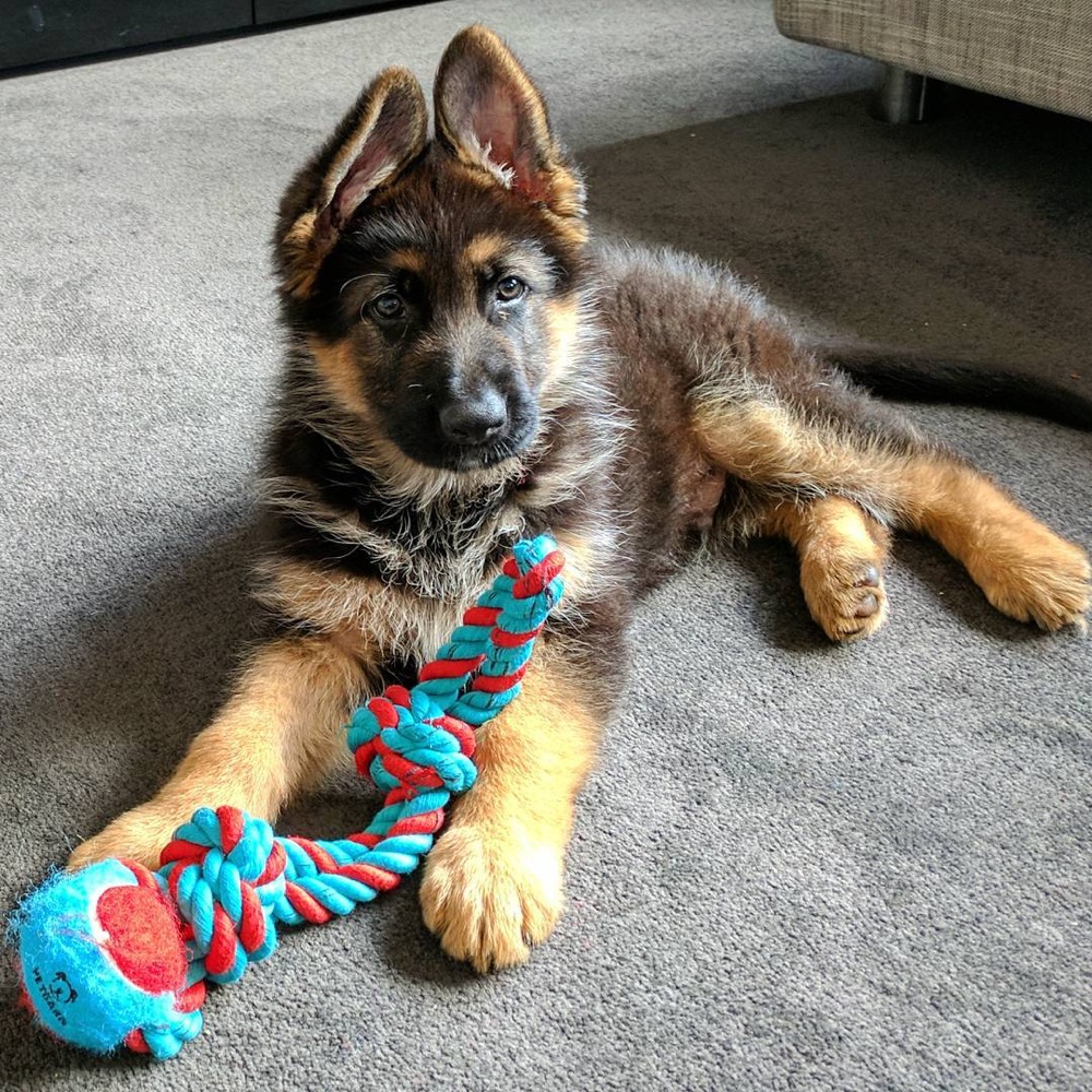 Chase, German Shepherd puppy