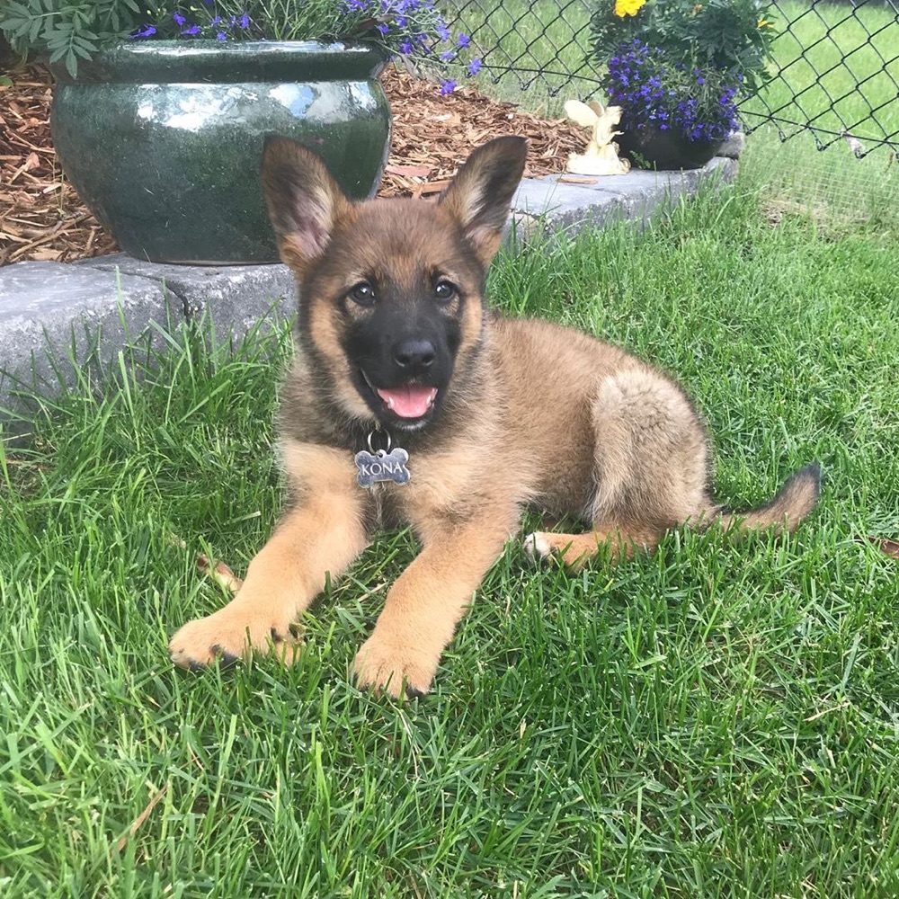 Kona, German Shepherd puppy