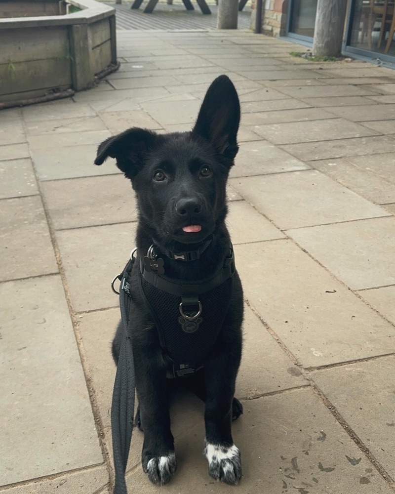 German Shepherd puppy
