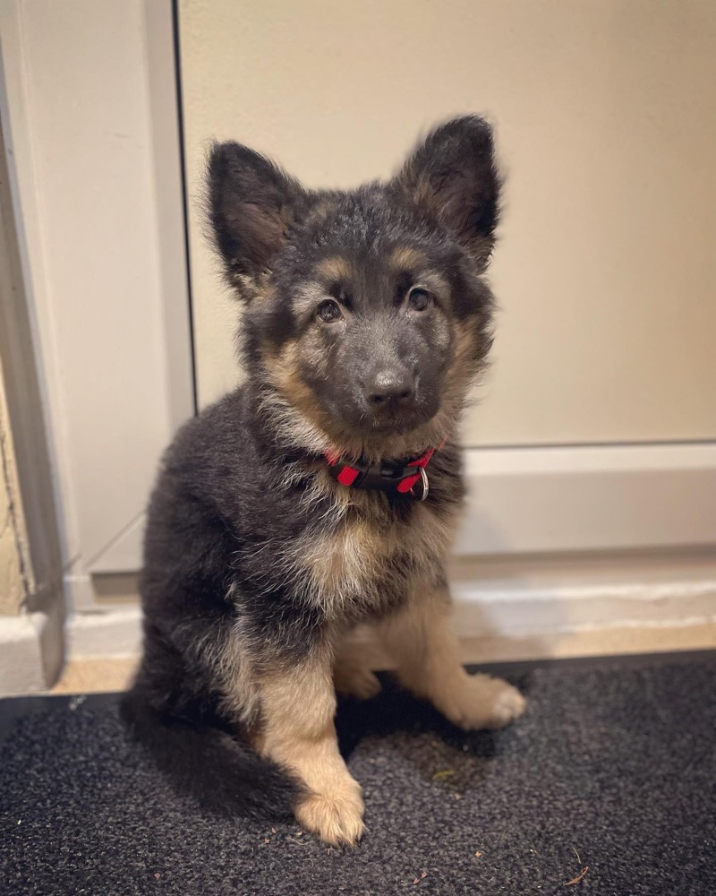 Roxy, German Shepherd puppy
