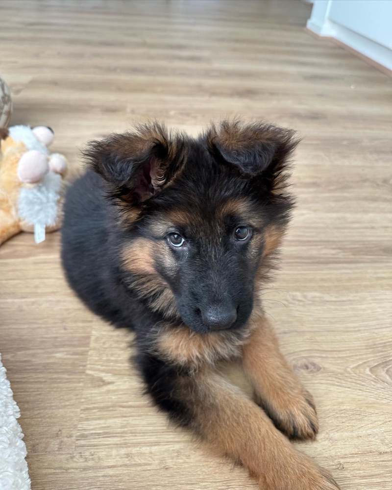 Snooki, German Shepherd puppy