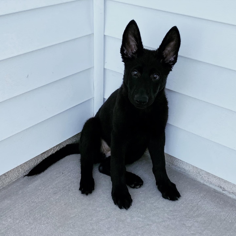Wood, German Shepherd puppy
