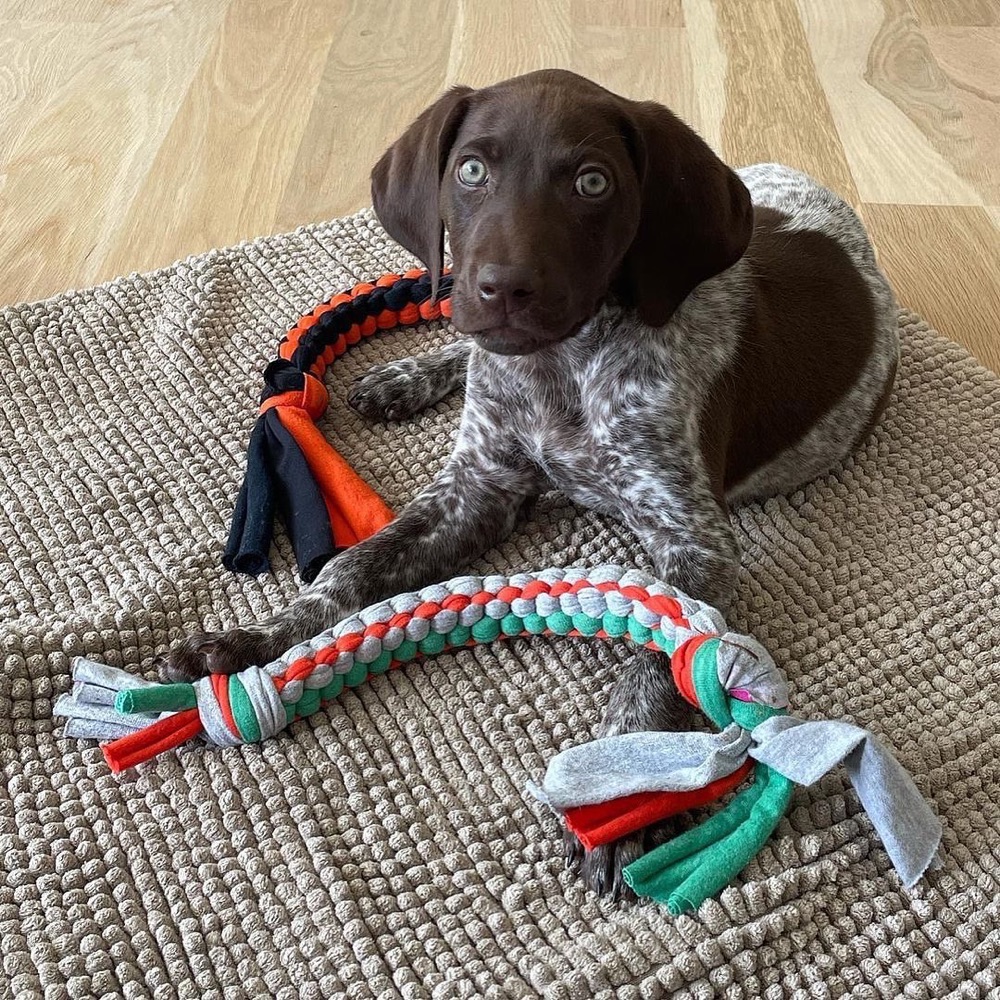 Center, German Shorthaired Pointer puppy