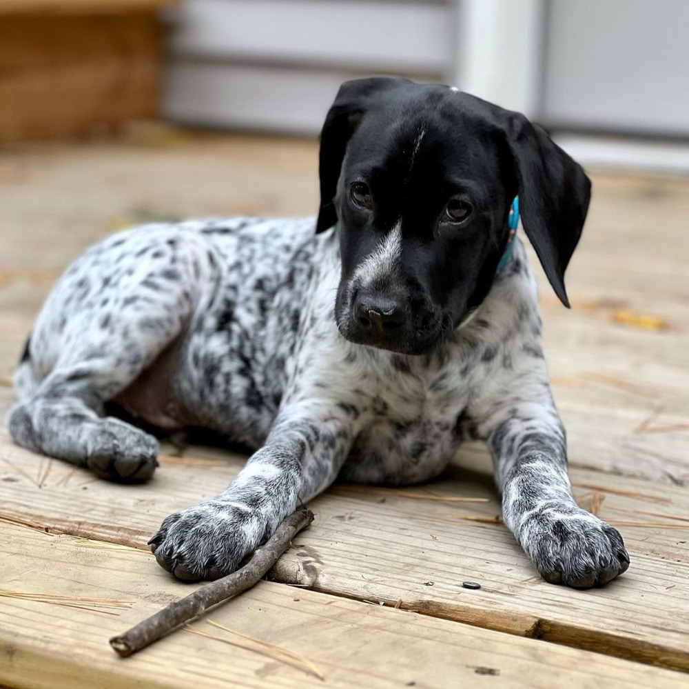 James, German Shorthaired Pointer puppy