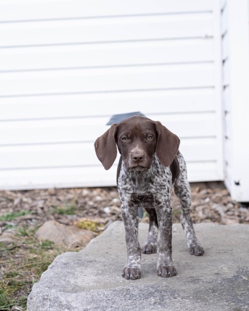German Shorthaired Pointer puppy