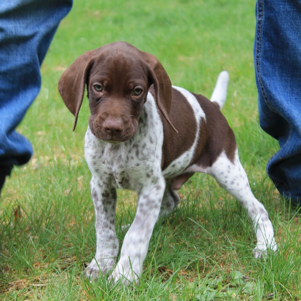 Miller, German Shorthaired Pointer puppy