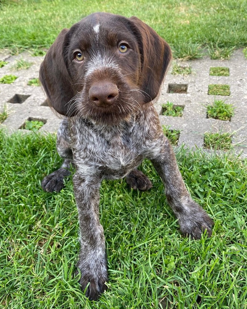 Kevo, German Wirehaired Pointer puppy