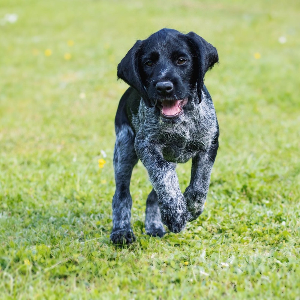 German Wirehaired Pointer puppy