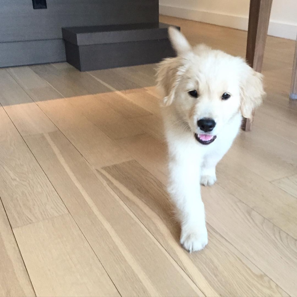 Barkley, Golden Retriever puppy