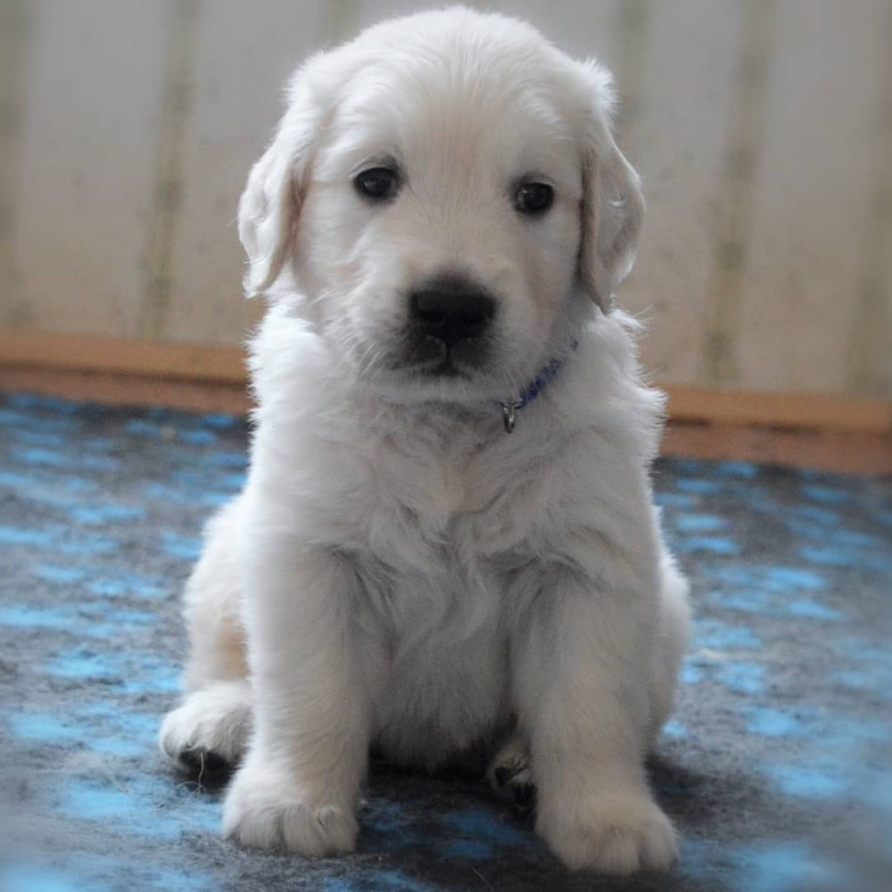 Golden Retriever puppy