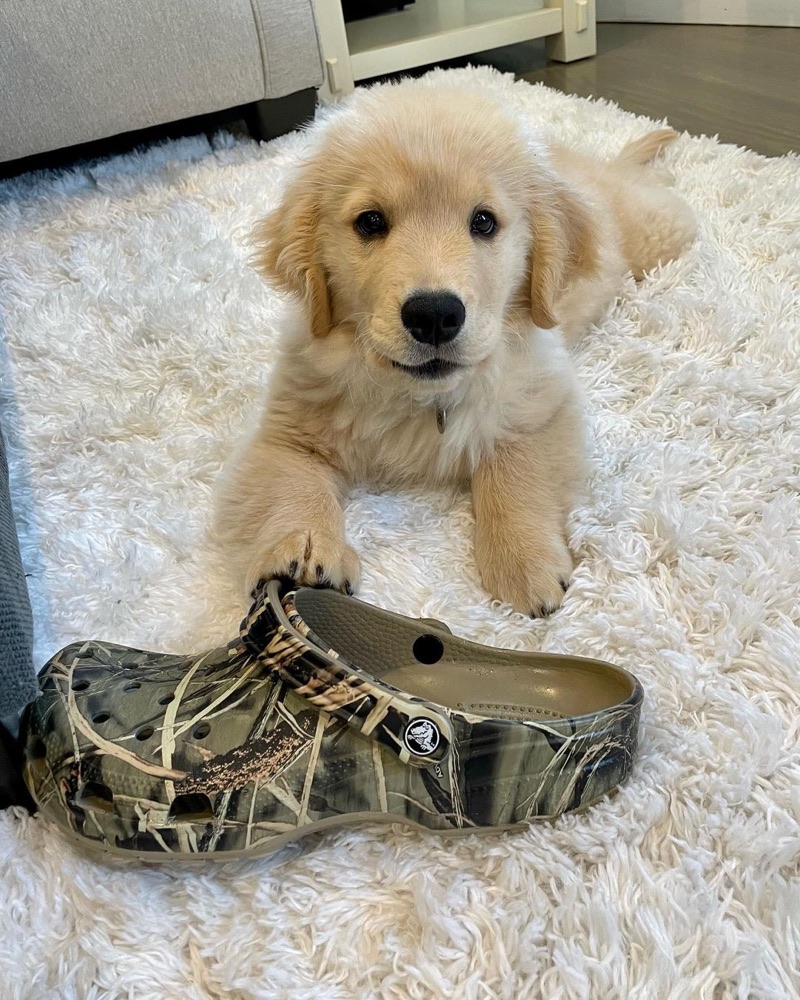 Golden Retriever puppy