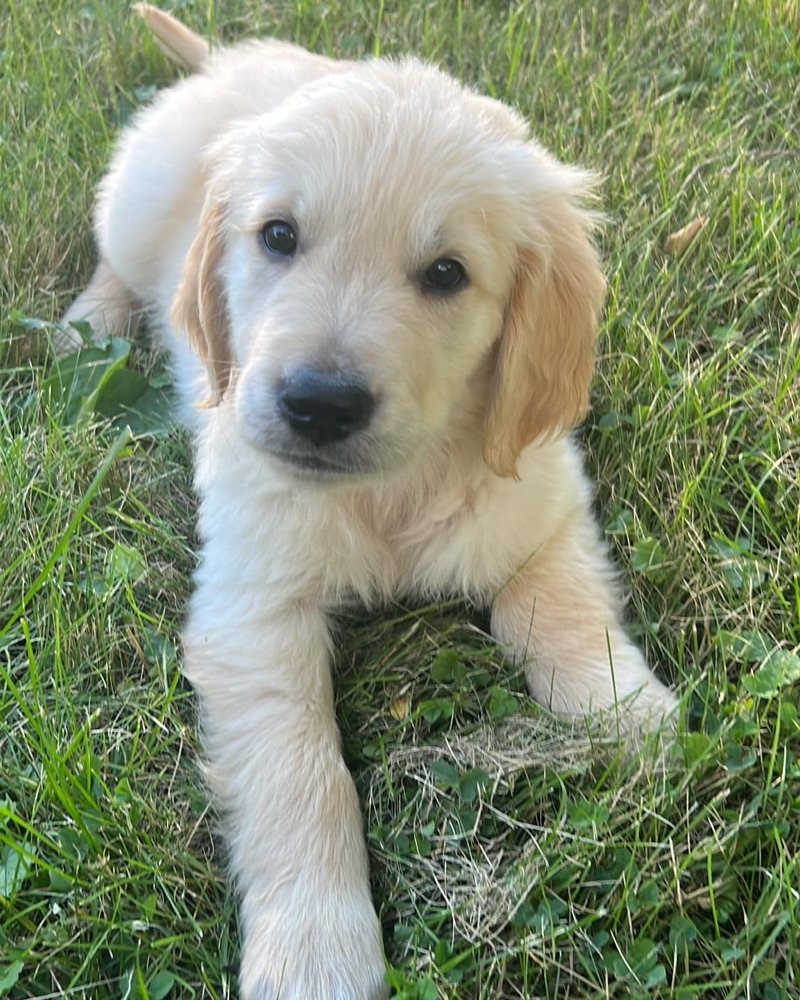 Golden Retriever puppy