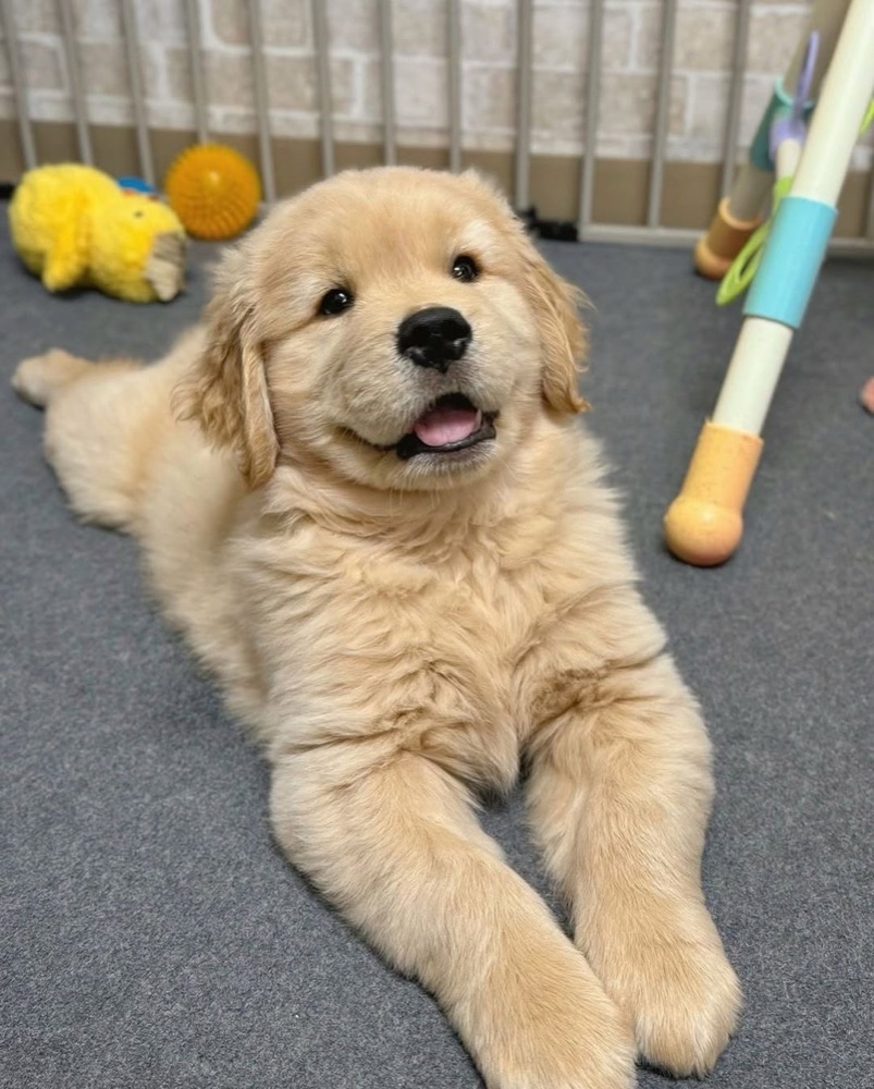 Lilly, Golden Retriever puppy