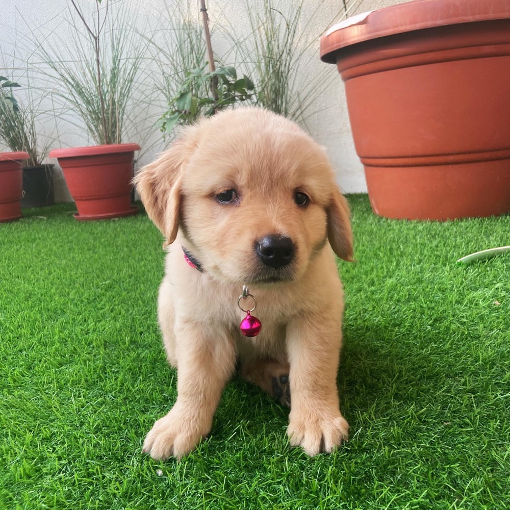 Molly, Golden Retriever puppy
