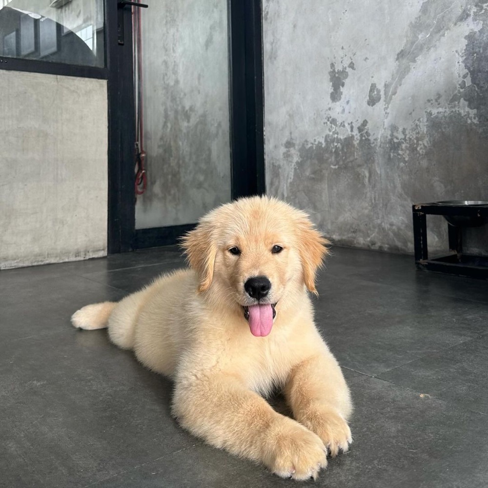 Momo, Golden Retriever puppy