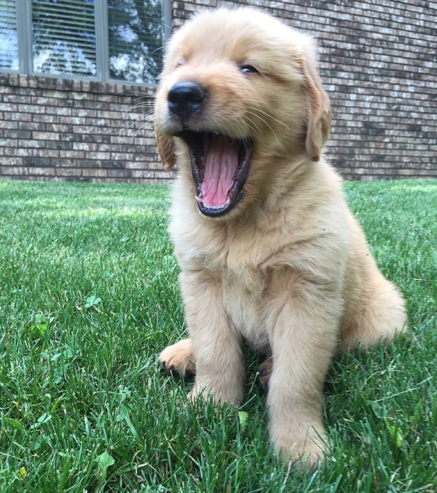 Reuben, Golden Retriever puppy