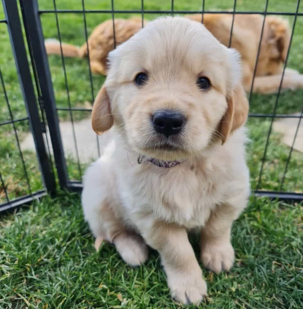 Sina, Golden Retriever puppy
