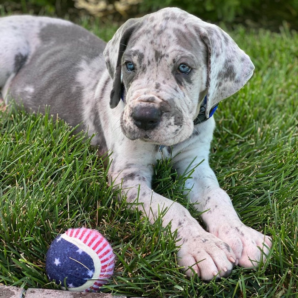 Blu, Great Dane puppy